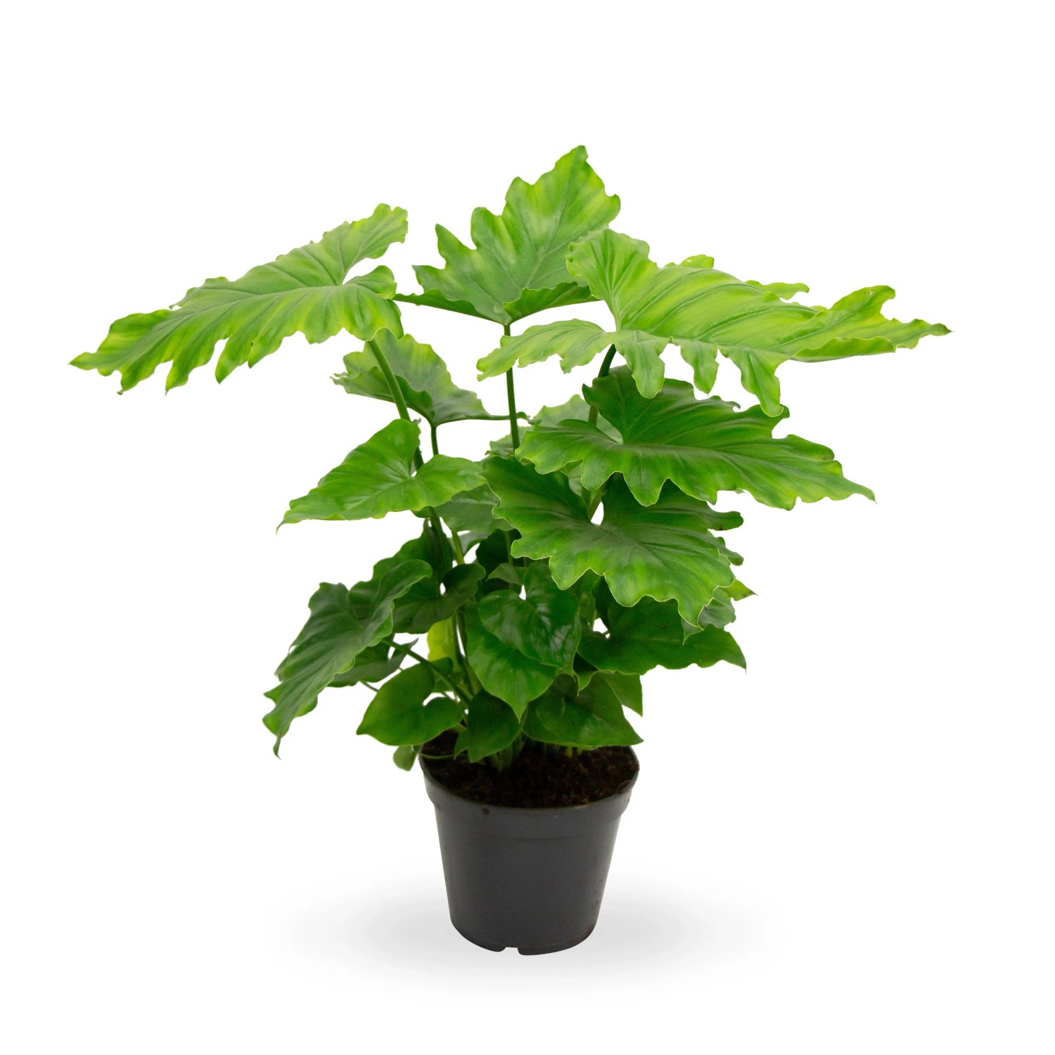 philodendron - 26 vsledky