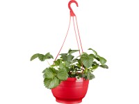 Jahodník v závěsném květináči průměr květináče cca 19 cm Fragaria