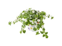 Bakopa (Bacopa Sutera), různé barvy, pr. kv. cca 10,5 cm