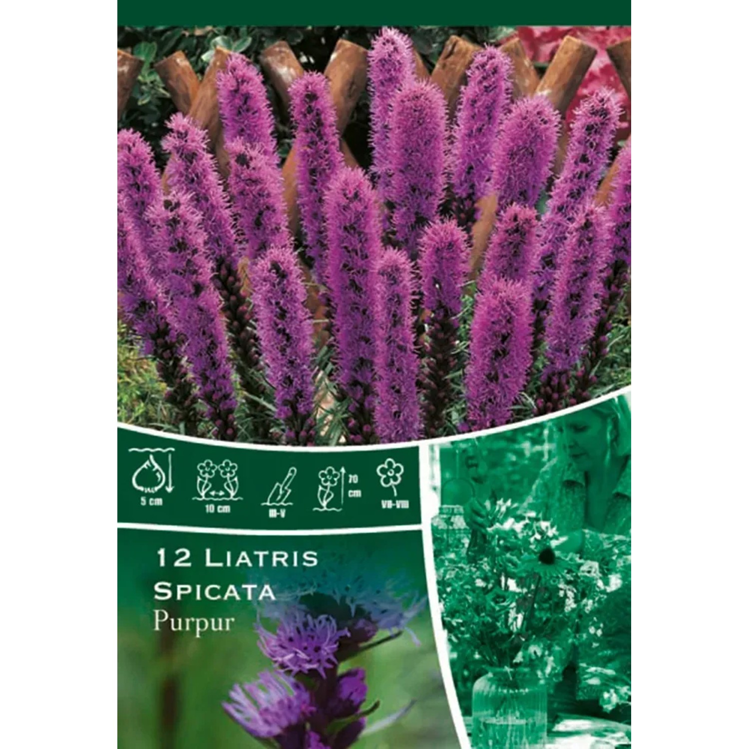 Šuškarda purpurová