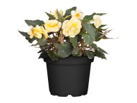 Landgard Begónie (Begonia Hybride) 
