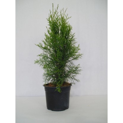 MONTANO Zerav západní (Thuja occidentalis) "Smaragd", pr. 17 cm