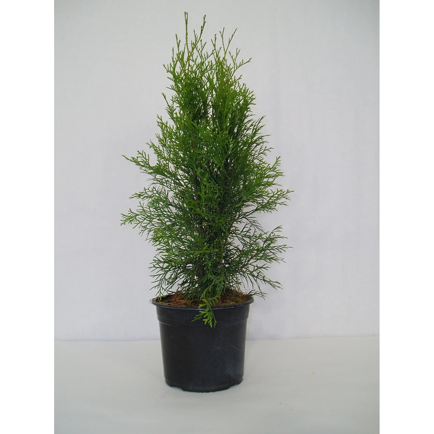 thuja yellow ribbon Arborvitae main image 0