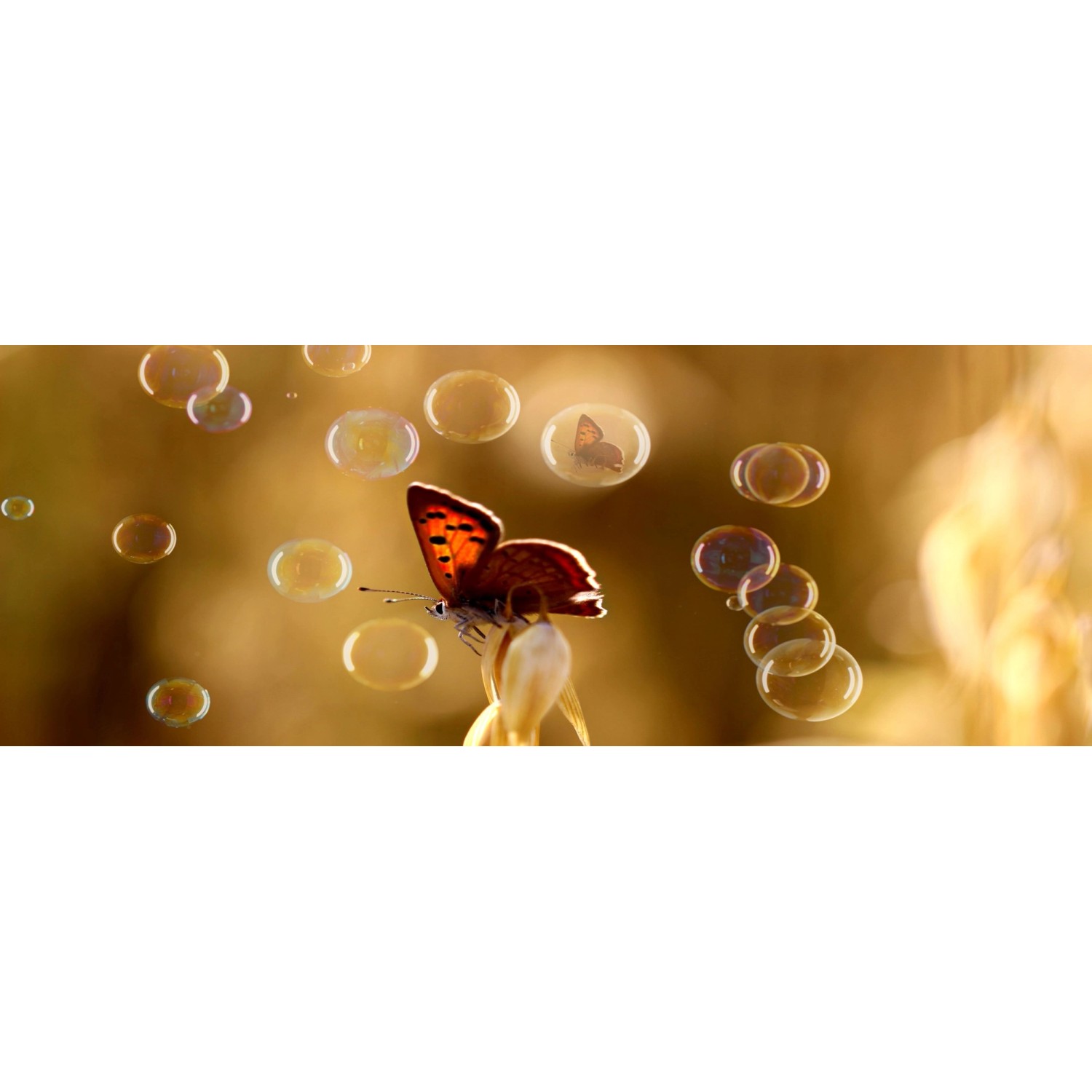 Bondecor Obraz, tištěné plátno CAGI Motýl bubble 50 x 120 cm