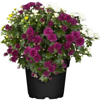 Zahradní chryzantéma mix barev průměr květináče cca 13 cm