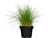 Grow by OBI Metlice trsnatá Deschampsia cespitosa pozdě., pr. kv cca 19 cm Grow by OBI Metlice trsnatá Deschampsia cespitosa pozdě., pr. kv cca 19 cm