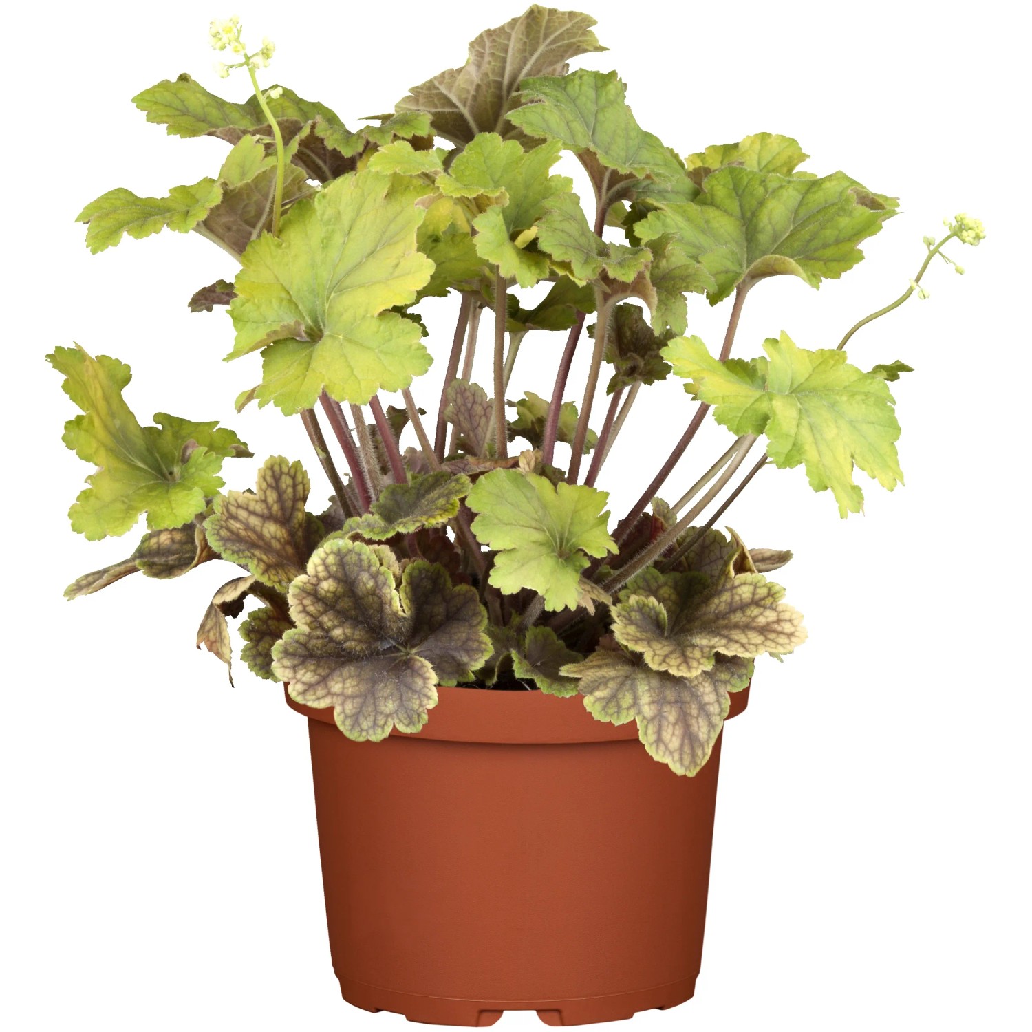 dlu-icha-heuchera-r-zn-barvy-pr-kv-15-cm