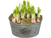 Cibuloviny výška cca 15-20 cm, pr. květináče cca 16 cm