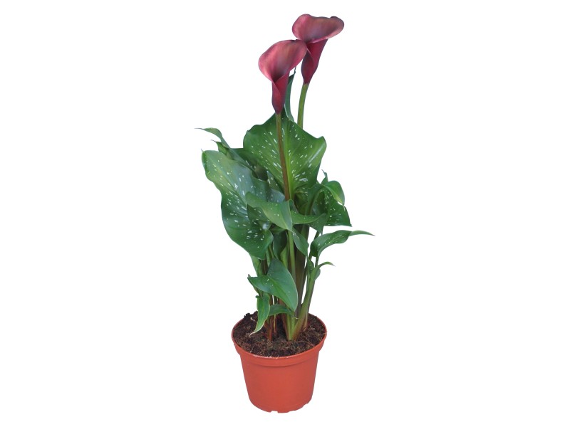 Calla Pokojova Rostlina (drenážními otvory, vegetačního období, Během vegetačního, Během vegetačního období, dokud voda) Calla Pokojova Rostlina