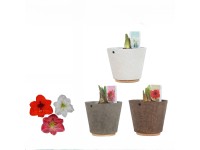 Hvězdník (Hippeastrum hybride) v keram. kv. 