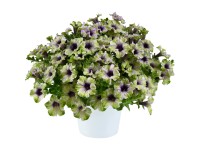 GROW by OBI Petúnie (Petunia hybrida) GROW by OBI Petúnie (Petunia hybrida)