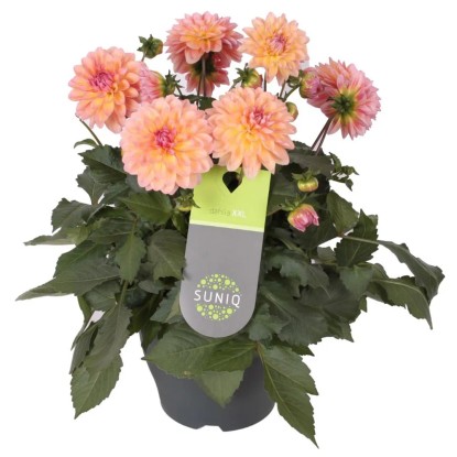 Royal Lemkes Jiřina (Dhalia) "Suniq" různé barvy pr. 23 cm