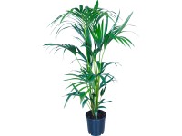 Rajská palma, pr. květináče cca 21 cm Rajská palma, pr. květináče cca 21 cm