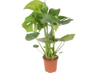 GROW by OBI Monstera skvostná (M. deliciosa) GROW by OBI Monstera skvostná (M. deliciosa)