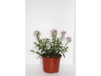 CZ-Flora Hledíkovka (Nemesia) pr. cca 11 cm