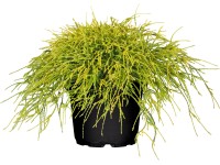 OBI Cypřišek hrachonosný Filifera Sungold, 10-20 cm, květináč cca 5 l