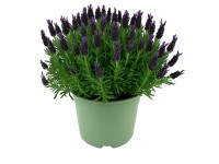 GROW by OBI Levandule smilovitá (Lavandula stoechas) GROW by OBI Levandule smilovitá (Lavandula stoechas)
