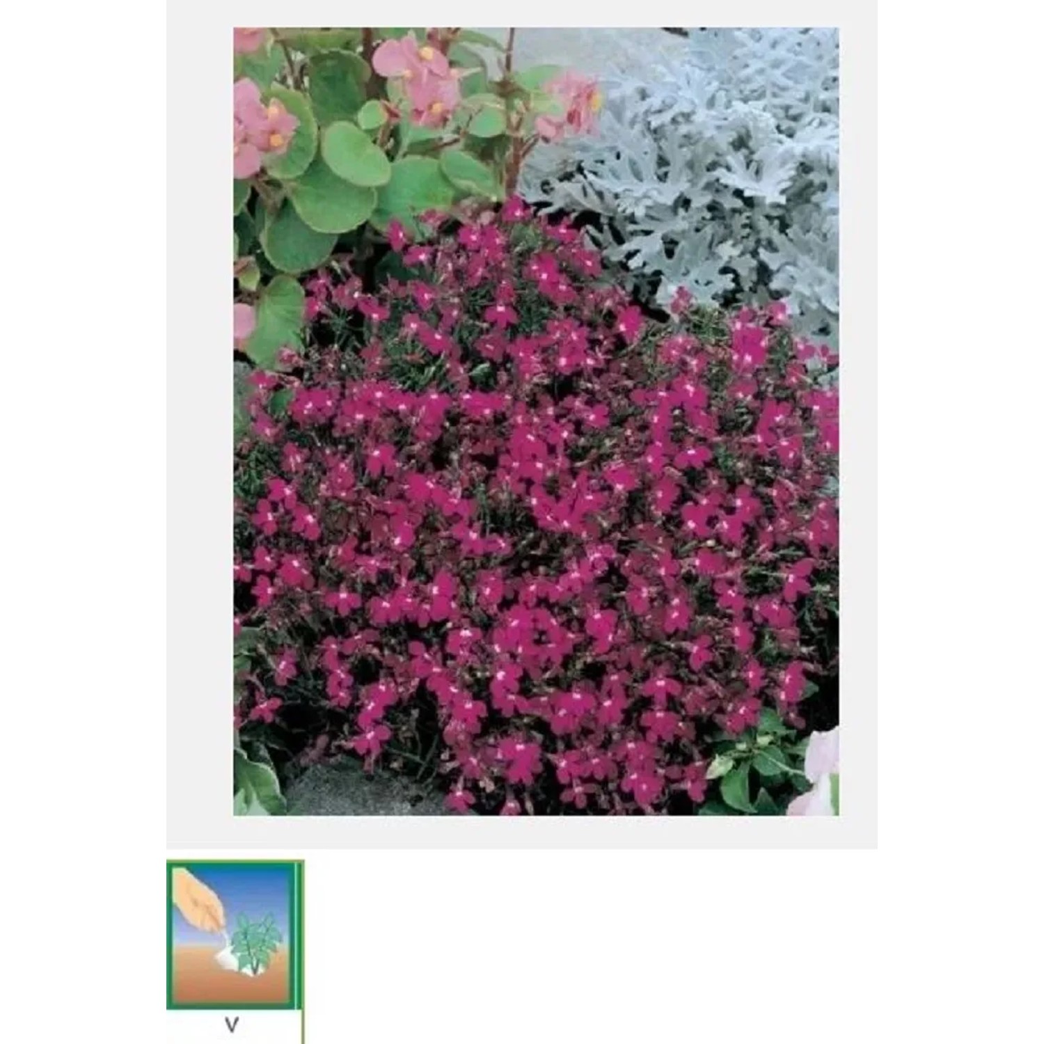 GardenSeed Premium Semínka Lobelka drobná červená 0,1 g