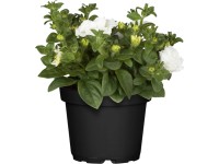 OBI Minipetúnie OBI Minipetúnie