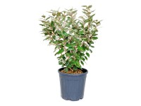 GROW by OBI Hlošina Ebbingeova (Elaeagnus ebbingei) GROW by OBI Hlošina Ebbingeova (Elaeagnus ebbingei)
