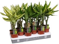 Dračinec pr. květináče cca 11 cm