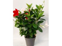 Q-Flower Dipladénie (Mandevilla sanderi) 