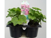 Pelagonium peltatum plnokvěté