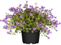 OBI Zvonek Poscharkův průměr květináče cca 13 cm Campanula poscharskyana OBI Zvonek Poscharkův průměr květináče cca 13 cm Campanula poscharskyana