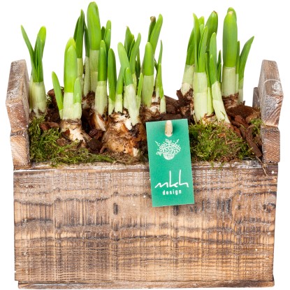 Jarní aranžmá s narcisy žluté v dřevěné nádobě průměr květináče cca 20 cm