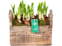 Jarní aranžmá s narcisy žluté v dřevěné nádobě průměr květináče cca 20 cm