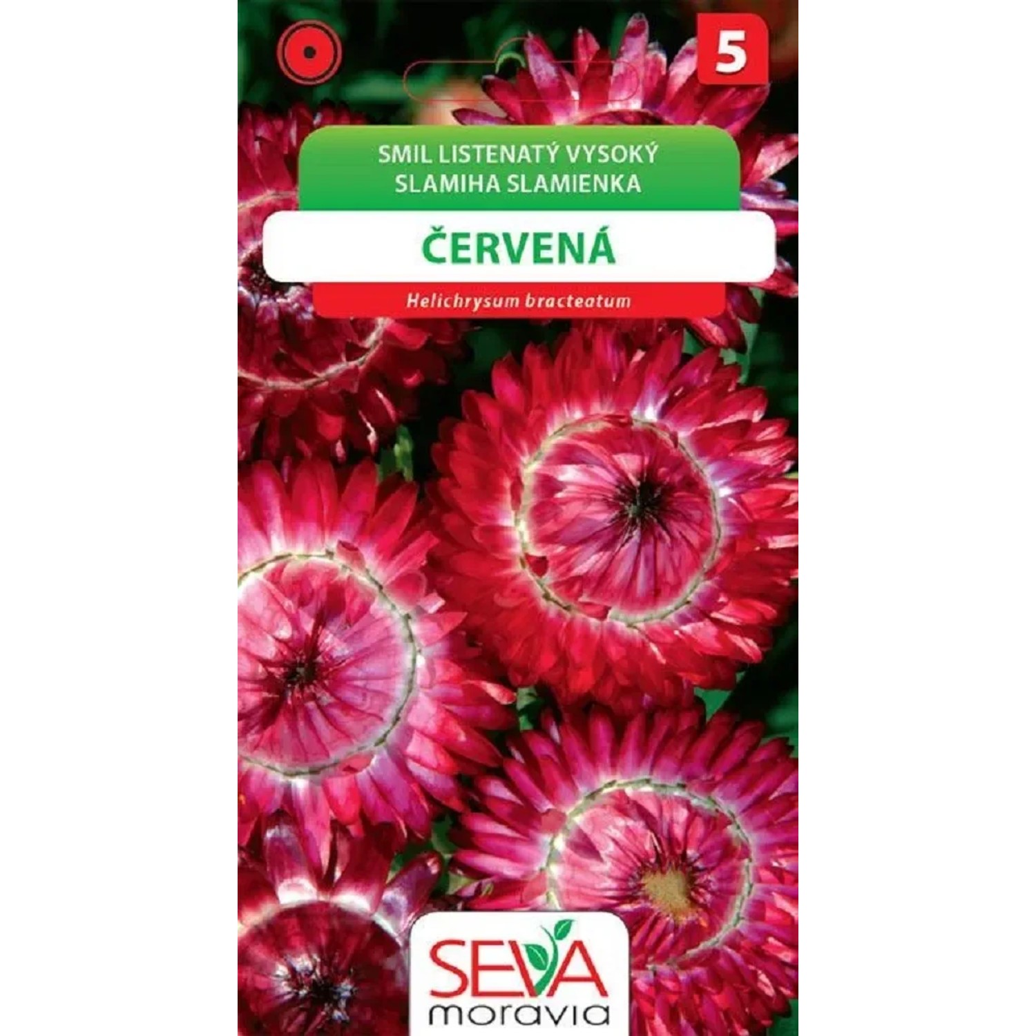Smil Listenatý - vysoký, červený (Helichrysum bracteatum)