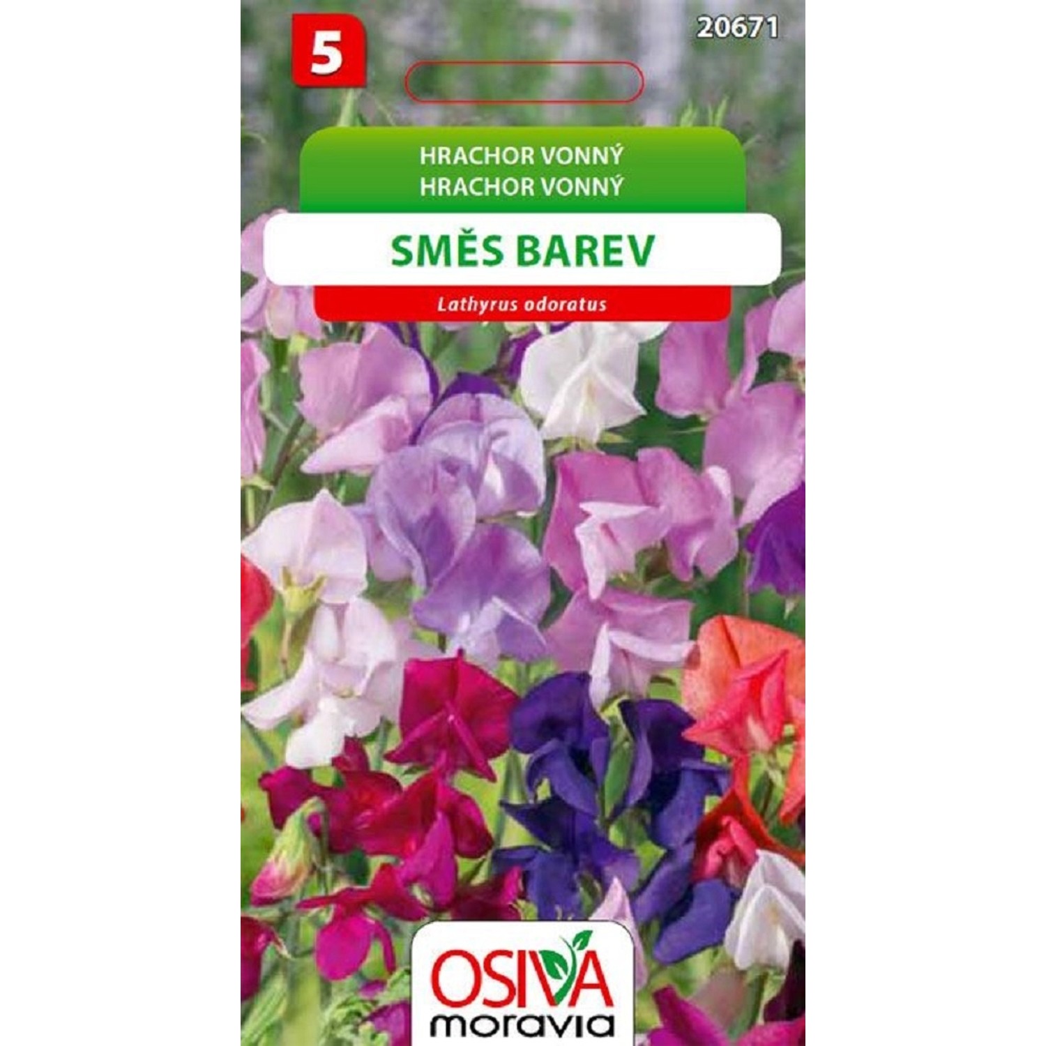 Semínka Hrachor vonný směs barev (Lathyrus odoratus)