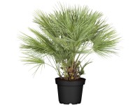 Landgard Žumara nízká (Chamaerops humilis) výška 100-120 cm, pr. 42 cm