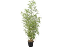 OBI Listoklasec zlatý průměr květináče cca 26 cm Phyllostachys