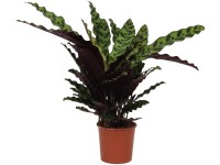 Grow by OBI Kalatea Insigne, výška cca 50-55 cm, pr. květináče cca 14 cm