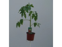 MONTANO Rajče cherry tyčkové (Solanum melongena) 
