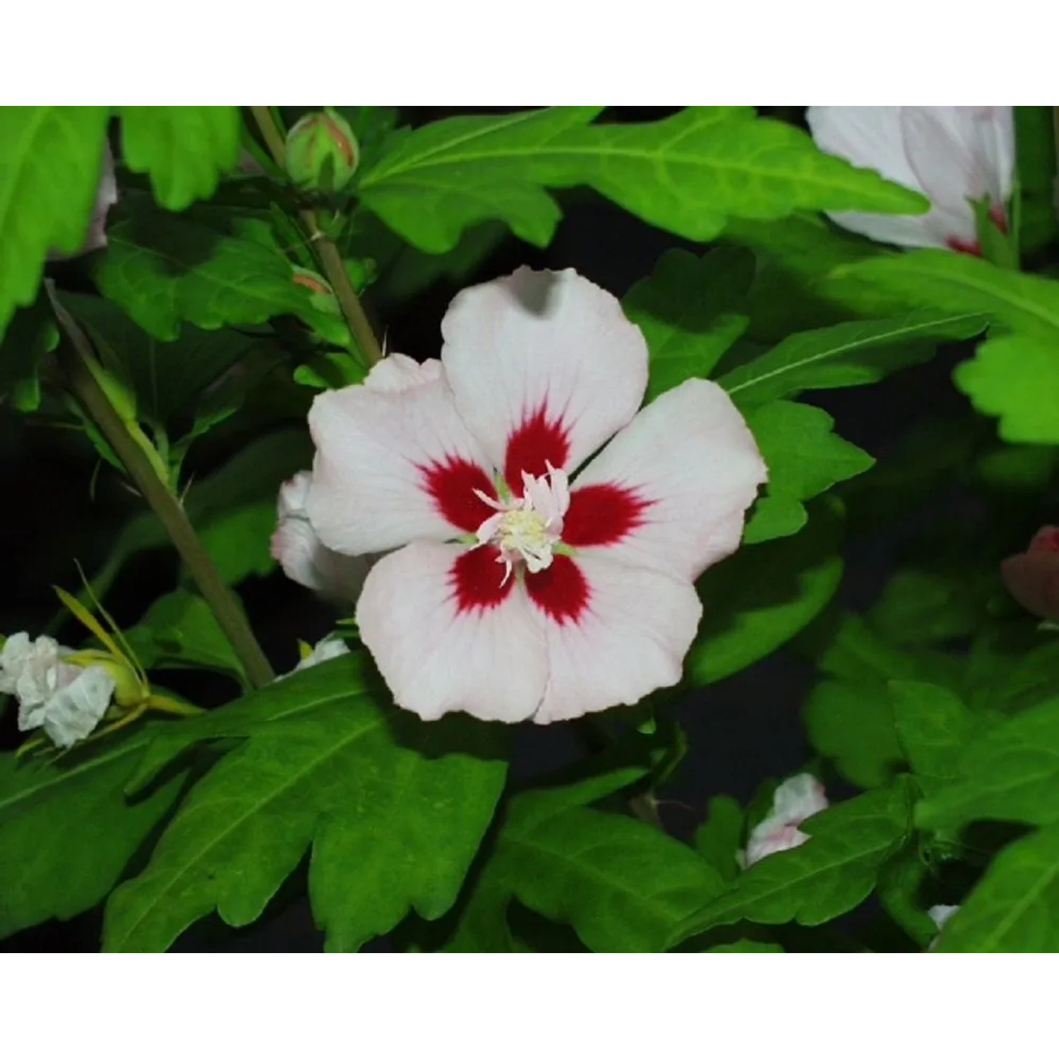 ARBOEKO Ibišek syrský (Hibiscus syriacus) mix barev K2,5 30-40