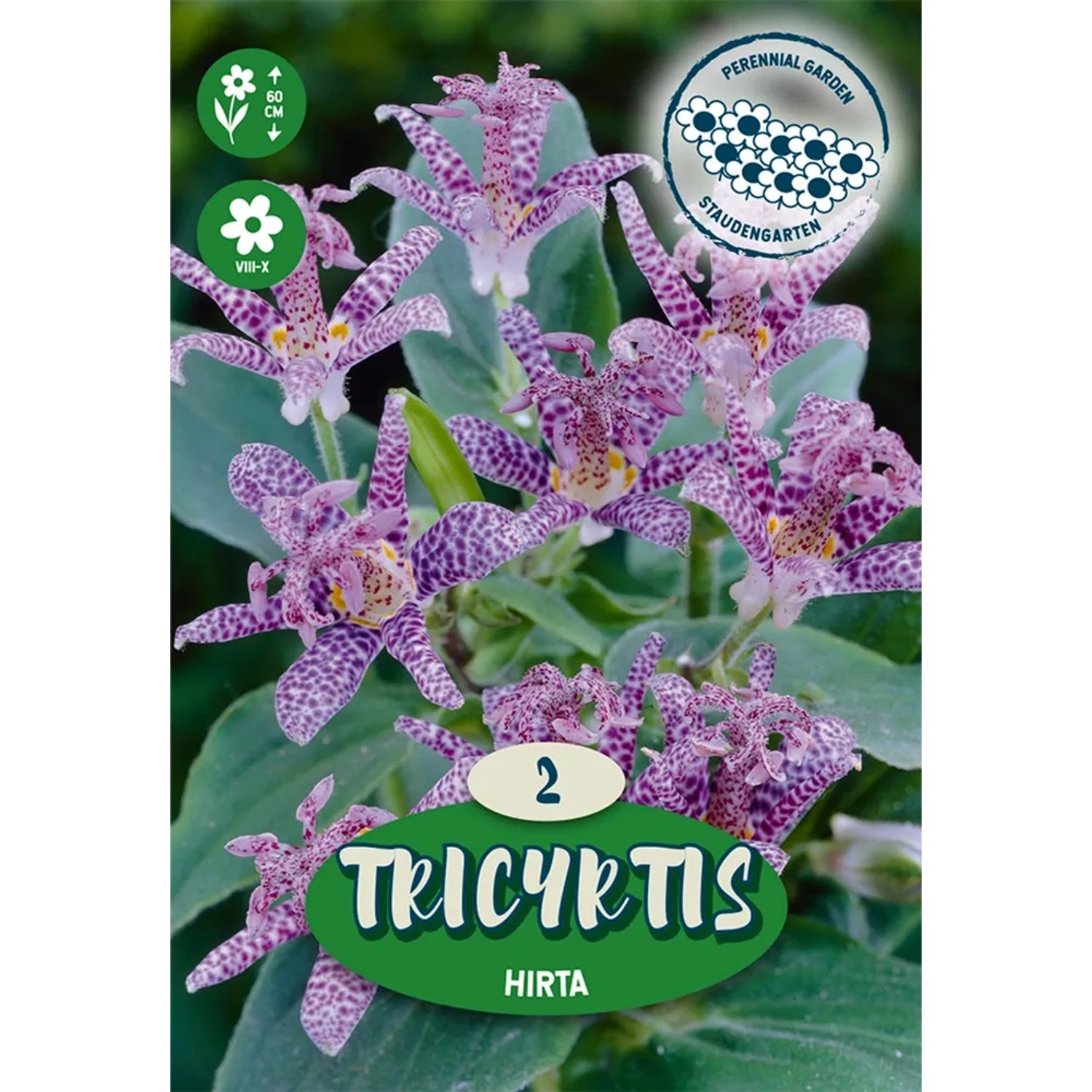 Lilie hadí Hirta purpurová