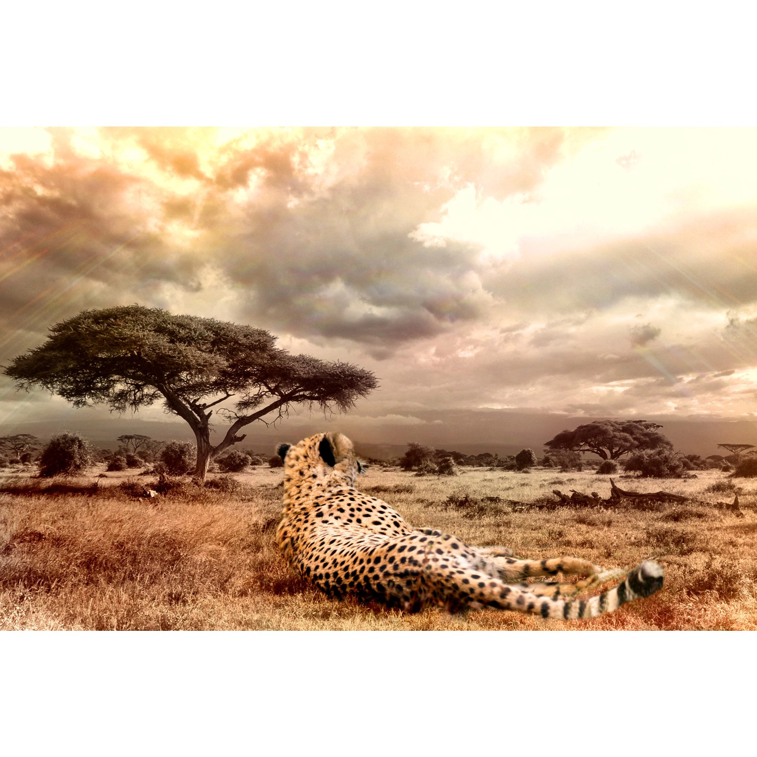 Bondecor Zarámovaný obraz Shadow Free 60 x 100 cm