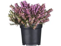 Vřesovec darlejský (Erica darleyensis), pr. kv. cca 12 cm