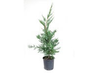 GROW by OBI Cypřišovec Leylandův (Cupressocyparis leylandii) výška 80 cm