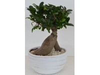 Bonsaj Ficus Ginseng v keramickém květináči, pr. květináče cca 24 cm