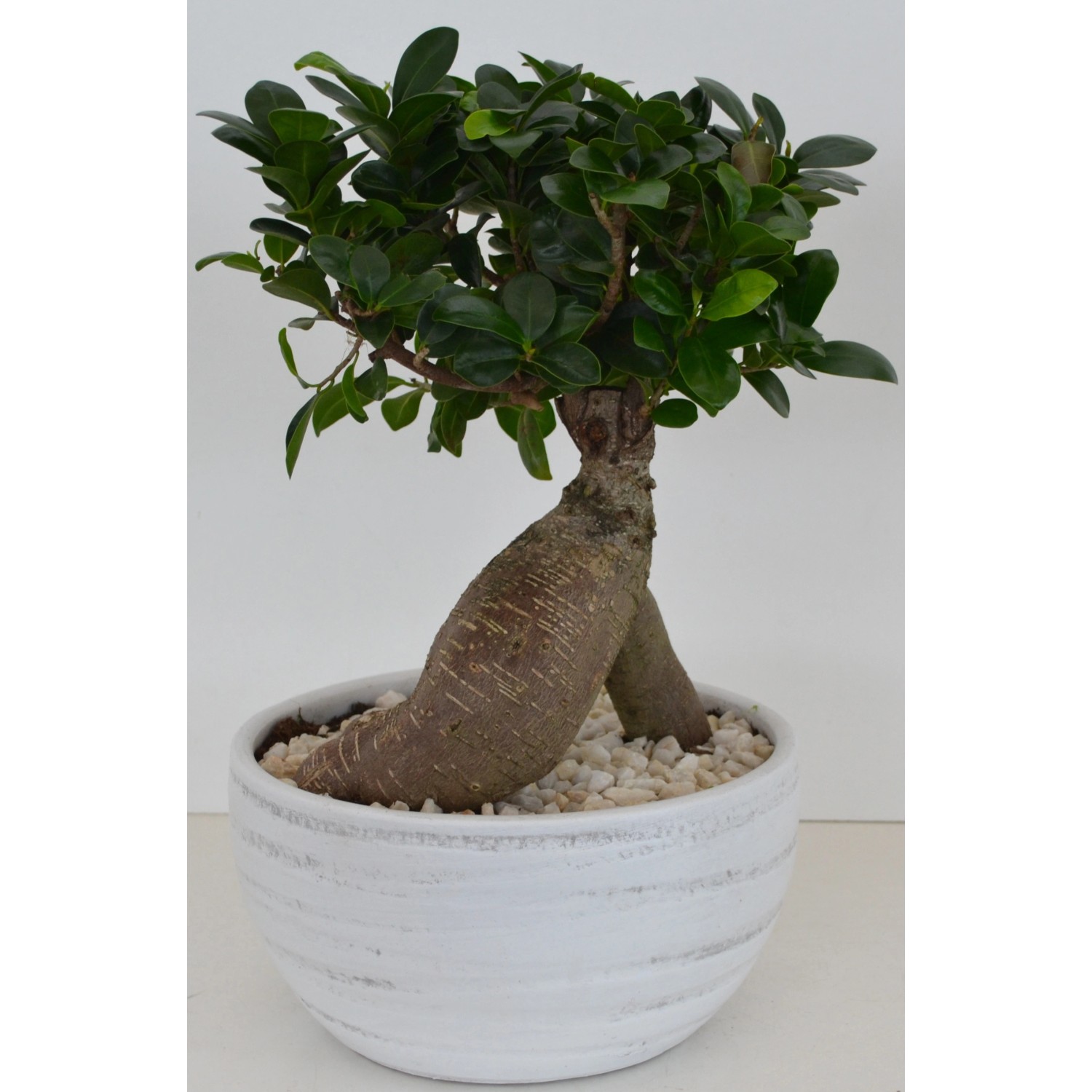 Bonsaj Ficus Ginseng v keramickém květináči, pr. květináče cca 24 cm