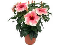 Ibišek čínská růže Grace (Hibiscus rosa-sinensis), výška 30-40 cm, pr.kv. 13 cm
