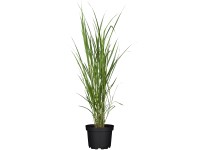 Grow by OBI Ozdobnice čínská Miscanthus giganteus, pr. květináče cca 19 cm