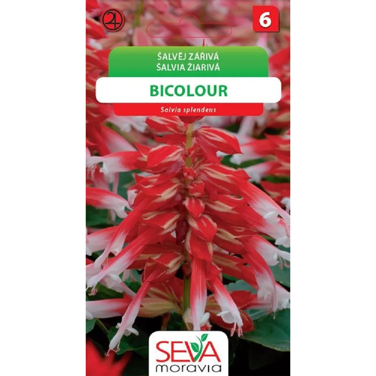 Šalvěj Zářivá - bíločervená (Salvia splendens)