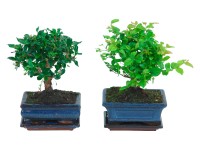 Bonsai koule průměr květináče cca 15 cm