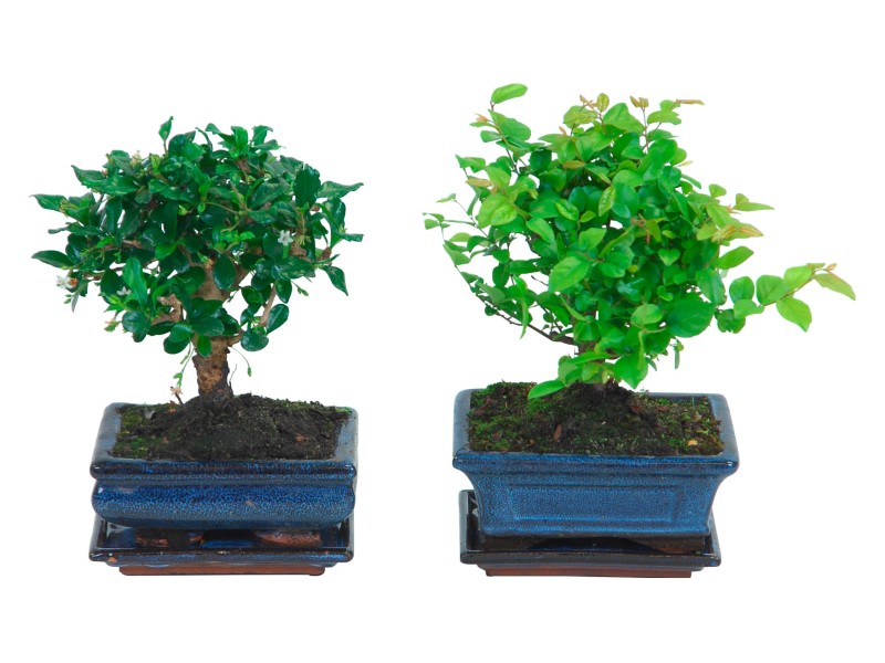 Kde Koupit Bonsai () Kde Koupit Bonsai