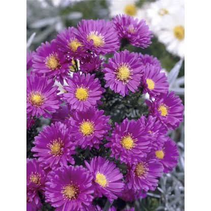 Landgard Hvězdnice novobelgická (Aster novi-belgii) různé barvy pr. cca 12 cm