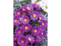 Landgard Hvězdnice novobelgická (Aster novi-belgii) různé barvy pr. cca 12 cm